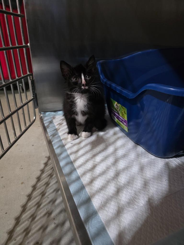 Enlarge Milkdud nka Walter, a Adopted mixed breed in Minot, ND image 4/4