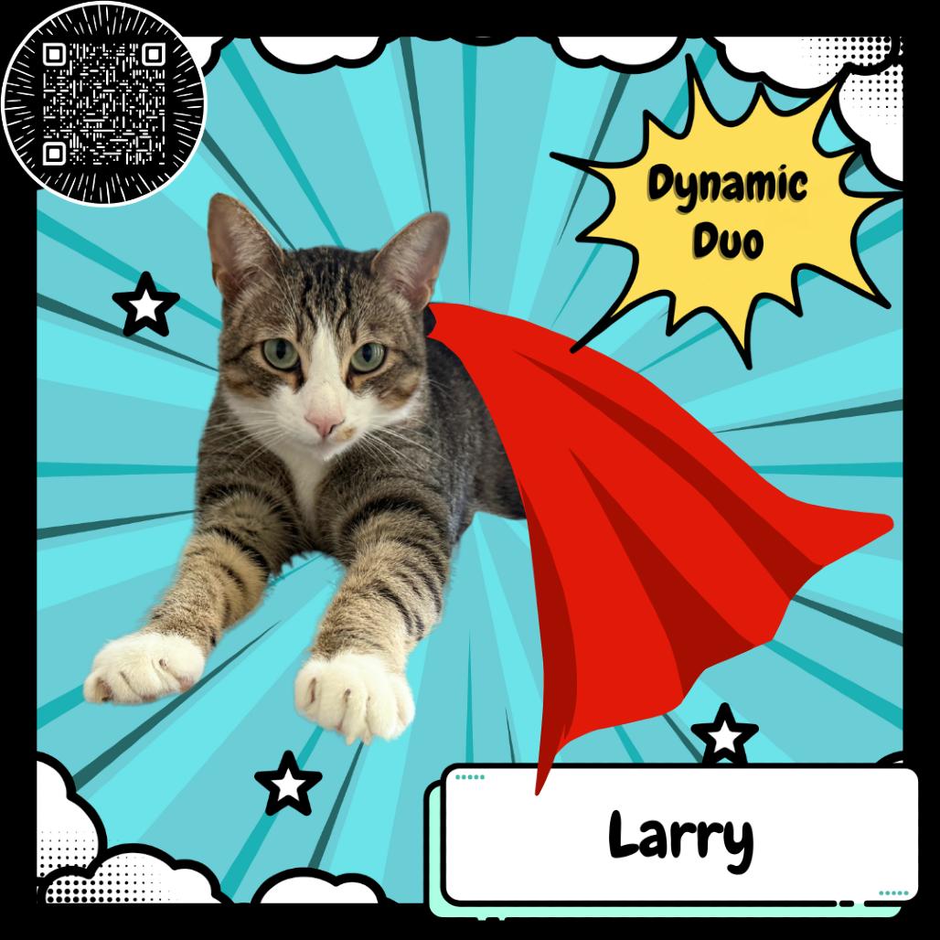 Larry & Paula, Adoptable, Adult Male Domestic Short Hair.