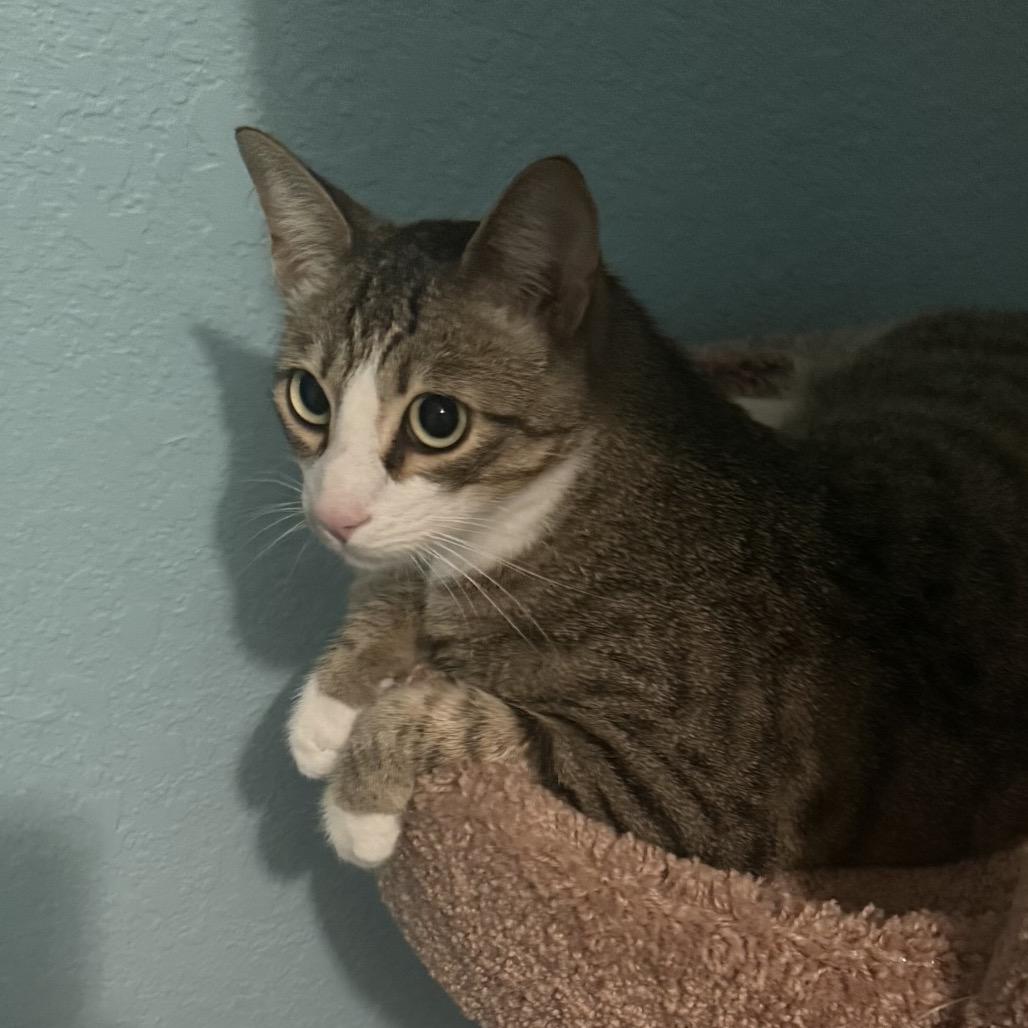 Larry & Paula, a Adoptable Domestic Short Hair in Suisun City, CA image 2/6