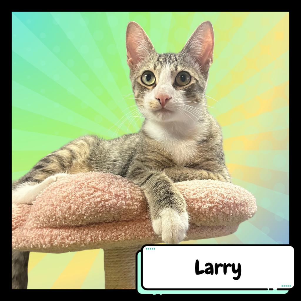 Larry & Paula, a Adoptable Domestic Short Hair in Suisun City, CA image 3/6