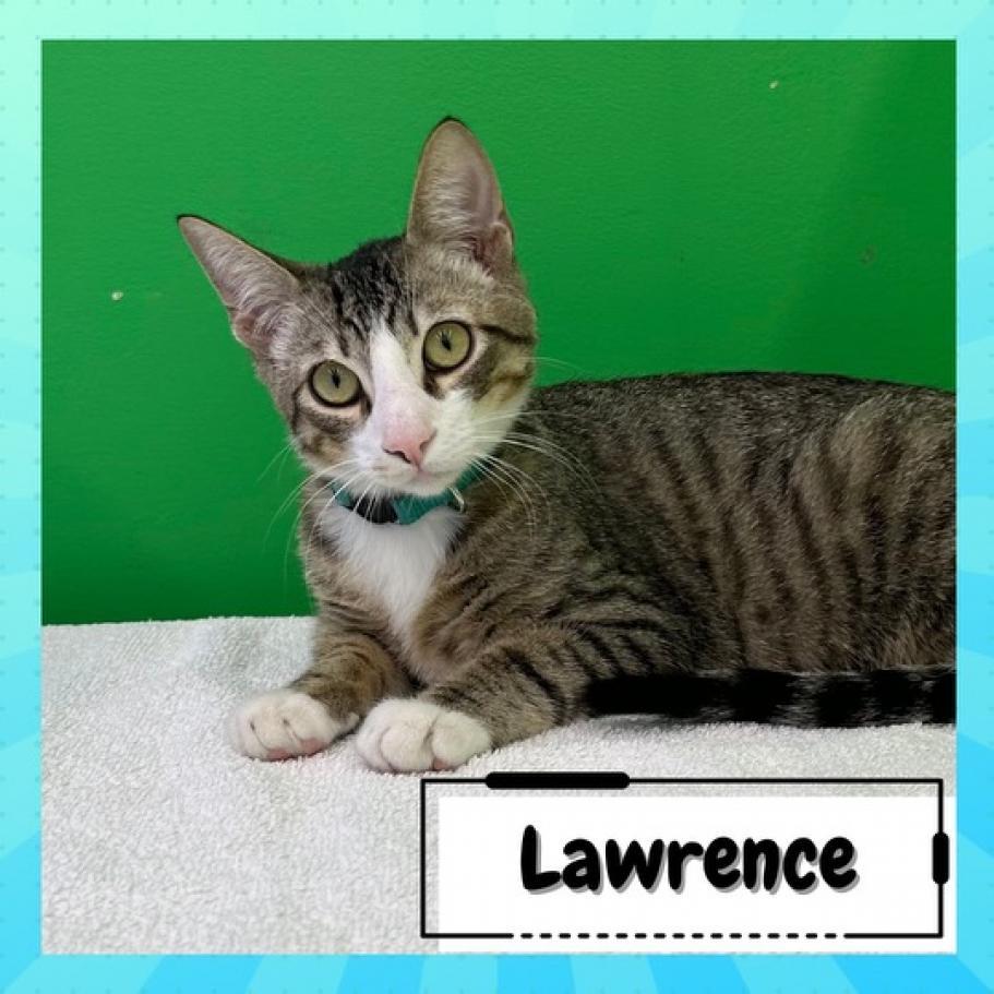 Larry & Paula, a Adoptable Domestic Short Hair in Suisun City, CA image 4/6