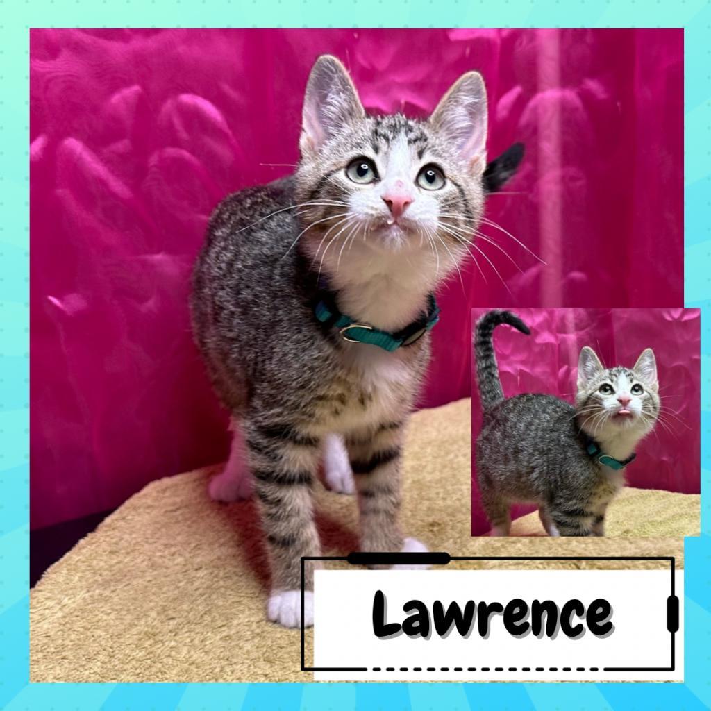 Larry & Paula, a Adoptable Domestic Short Hair in Suisun City, CA image 5/6