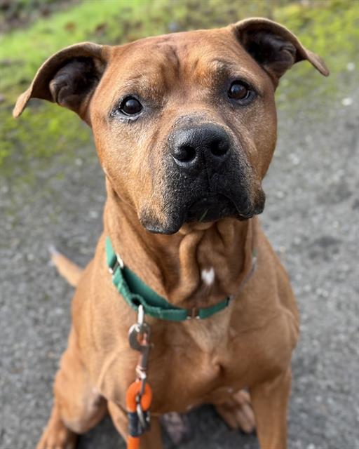 CAL, Adoptable, Senior Male Pit Bull Terrier.