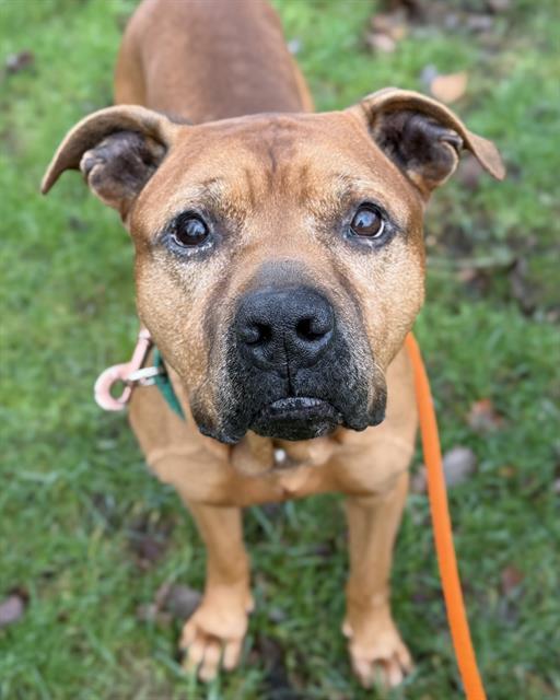 CAL, Adoptable, Senior Male Pit Bull Terrier.