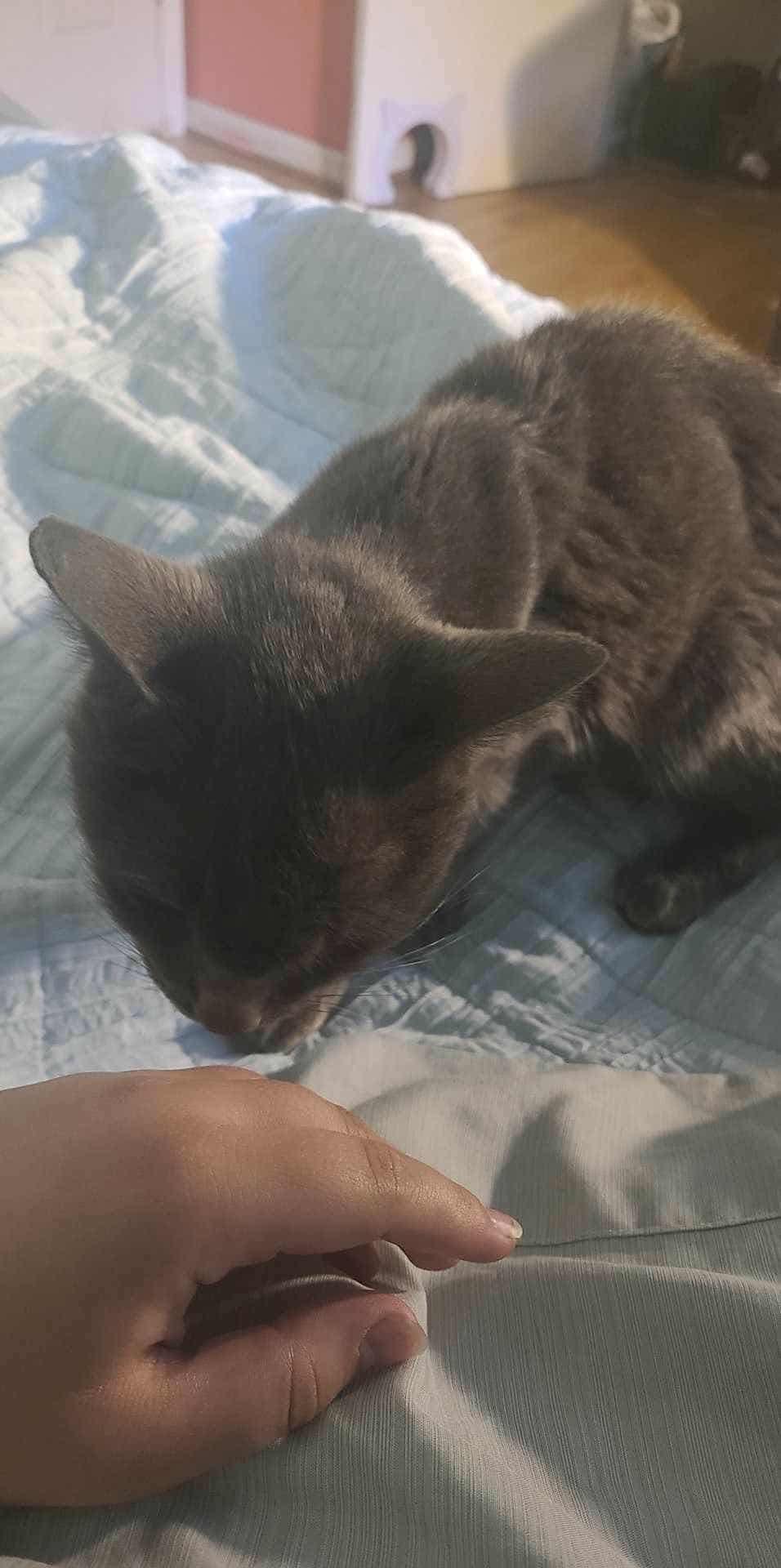 Winifred thumbnail 5