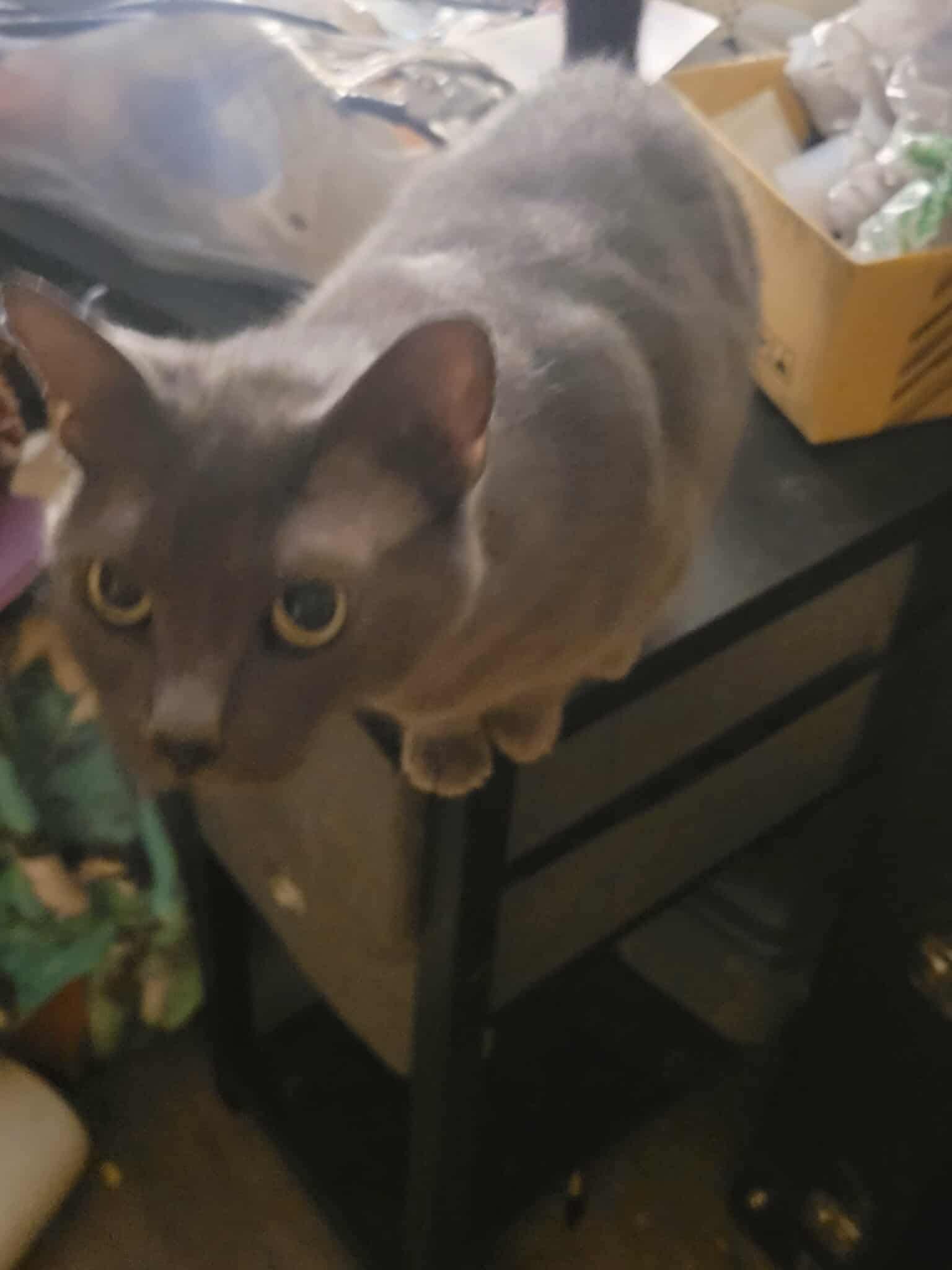 Winifred