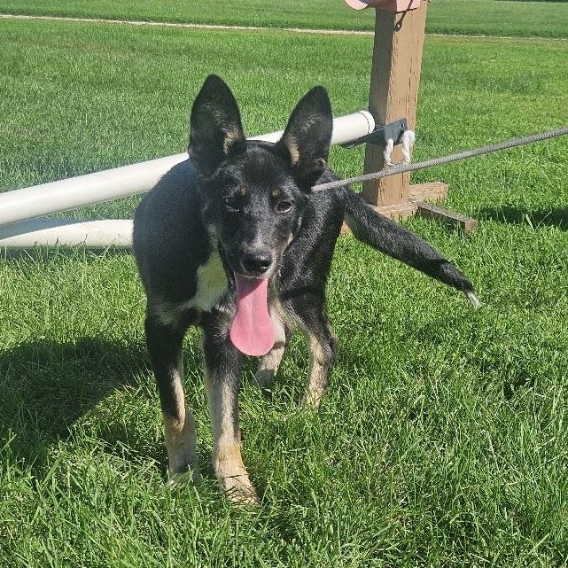 Enlarge Jonesy, a Adoptable mixed breed in Watertown, SD image 2/6