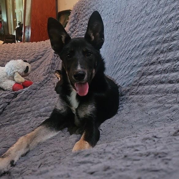 Enlarge Jonesy, a Adoptable mixed breed in Watertown, SD image 3/6