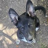 Enlarge Jonesy, a Adoptable mixed breed in Watertown, SD image 6/6