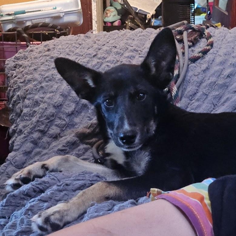 Enlarge Jonesy, a Adoptable mixed breed in Watertown, SD image 5/6