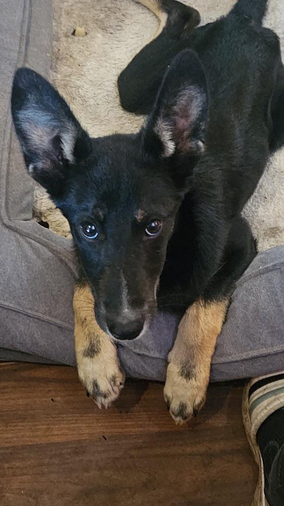 Enlarge Jonesy, a Adoptable mixed breed in Watertown, SD image 4/6