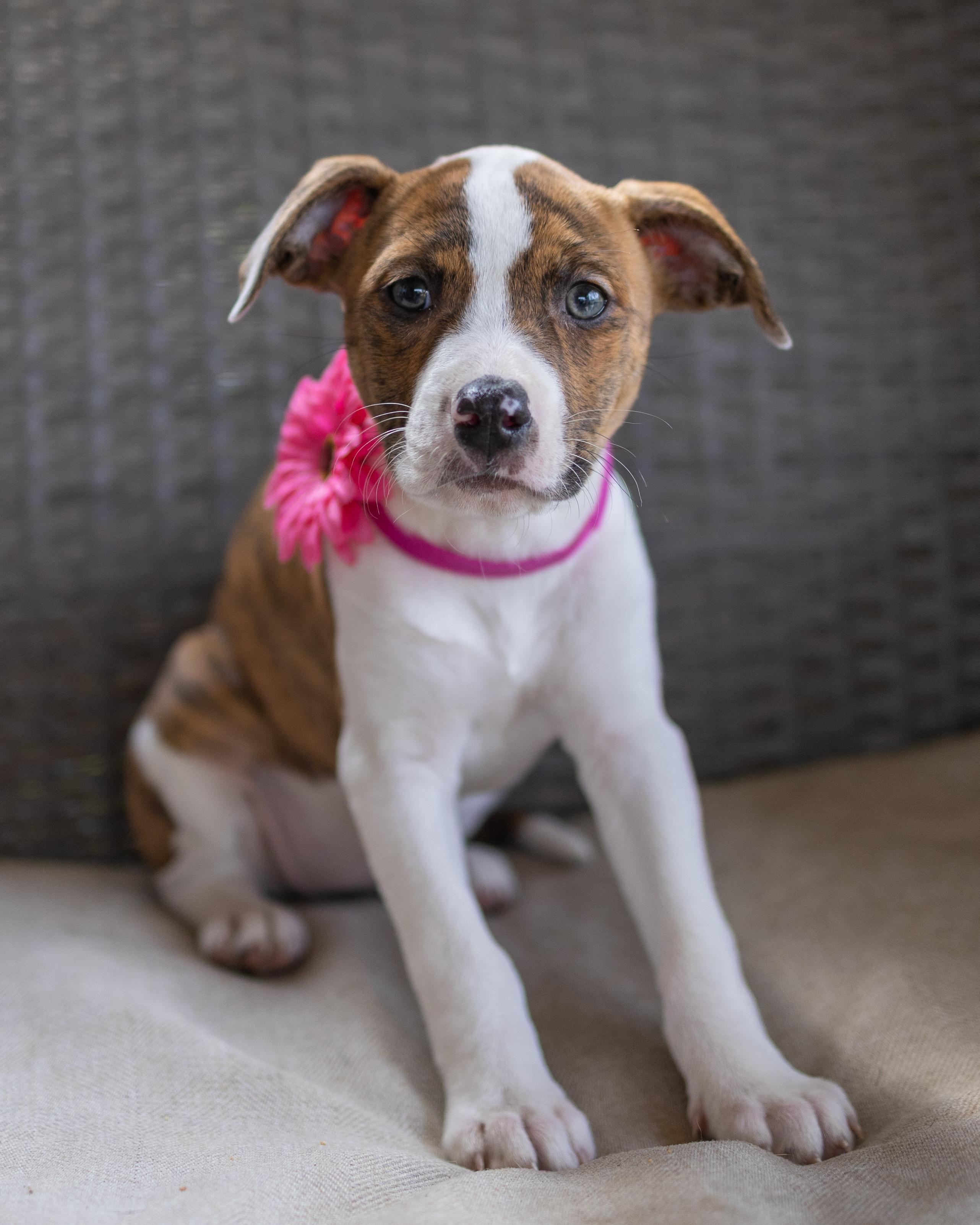 Mariah, ADOPTABLE, Puppy Female Weimaraner & Hound.