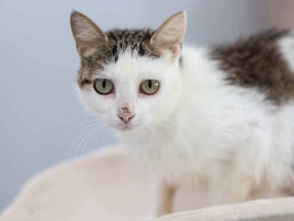 Enlarge Spring Blossom, a Adopted Domestic Short Hair in Lewisburg, TN image 1/3