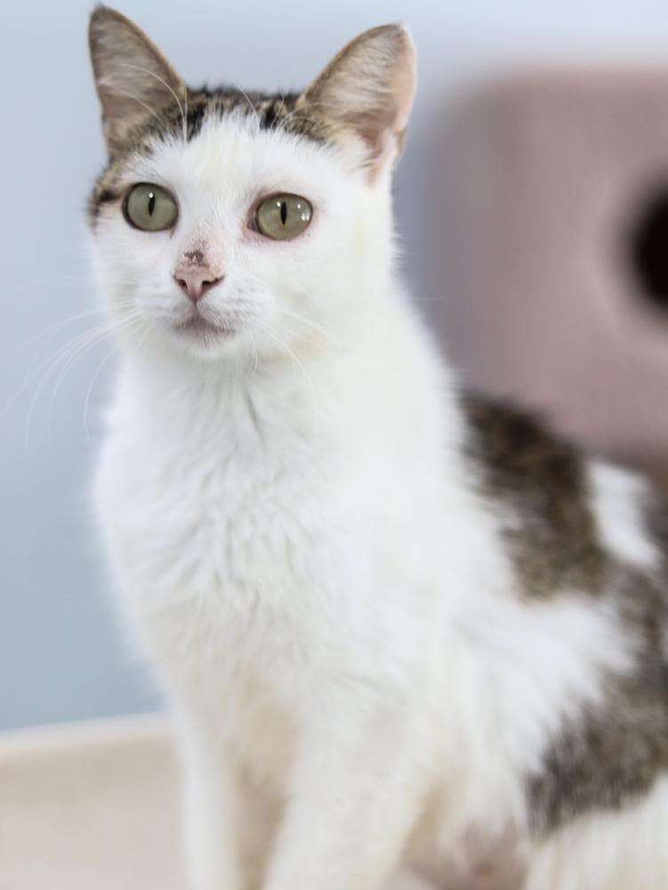 Enlarge Spring Blossom, a Adopted Domestic Short Hair in Lewisburg, TN image 2/3