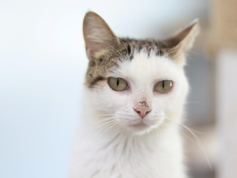 Enlarge Spring Blossom, a Adopted Domestic Short Hair in Lewisburg, TN image 3/3