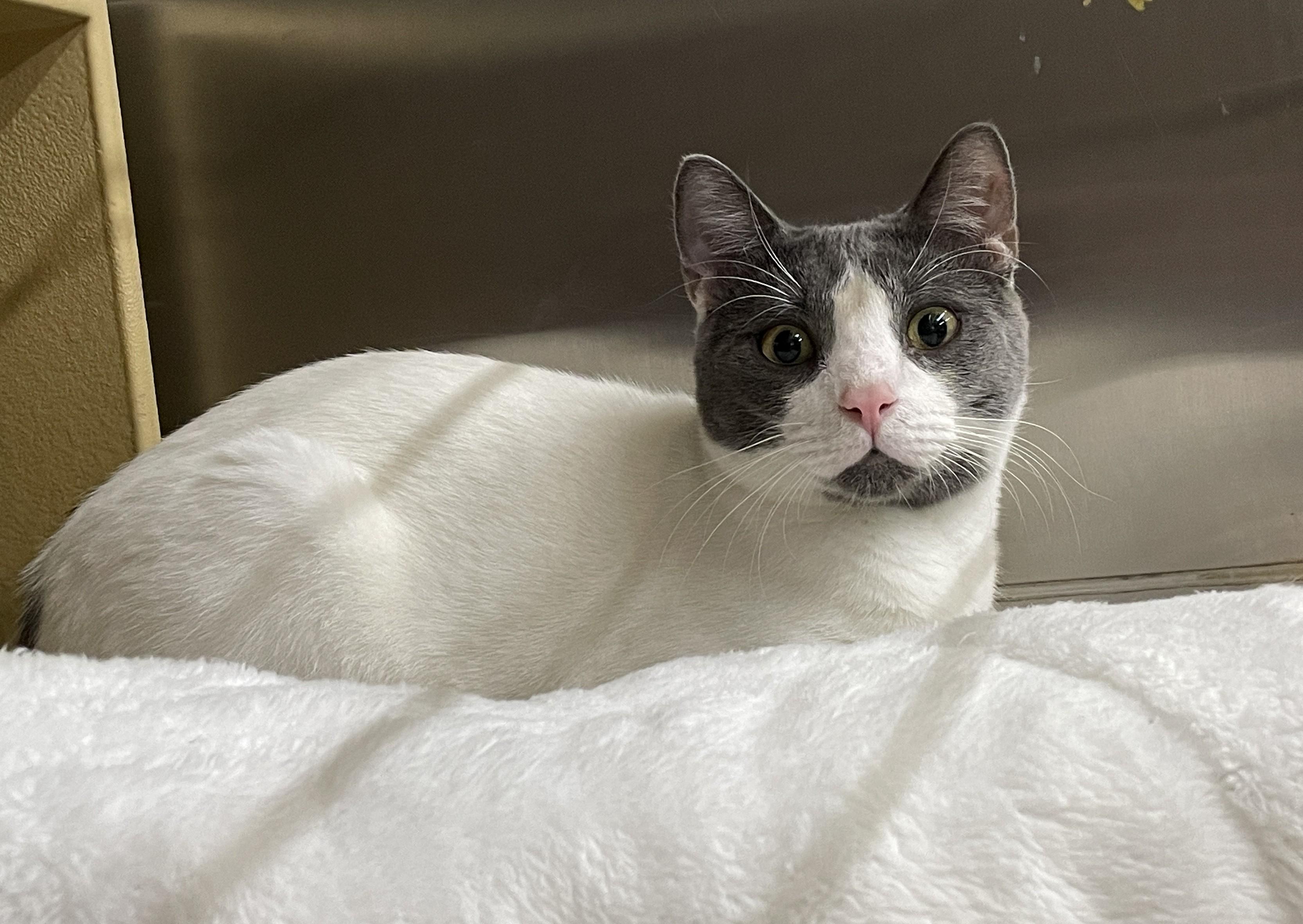 Bosco, Adoptable, Adult Male Domestic Short Hair.