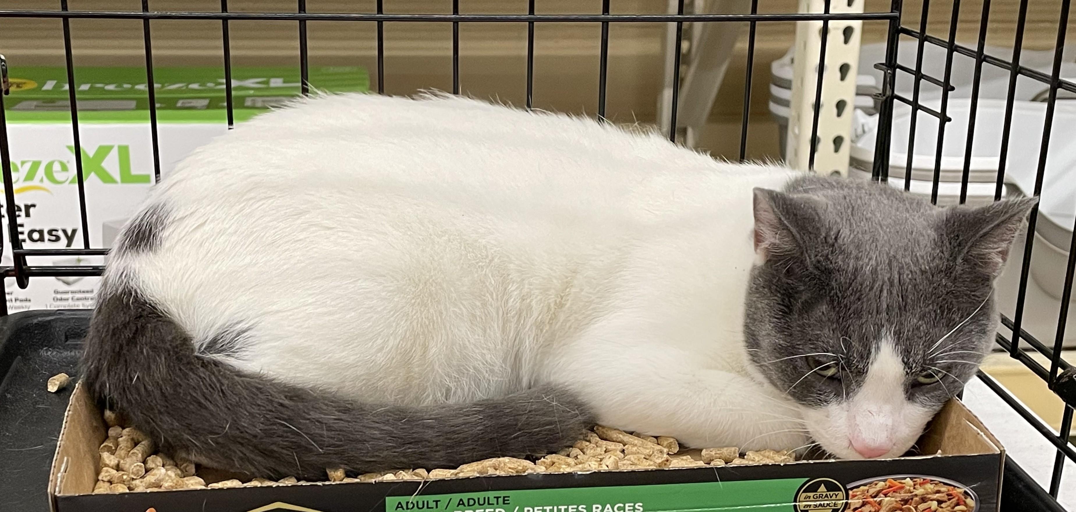 Enlarge Bosco, a Adoptable Domestic Short Hair in Columbia, SC image 3/4