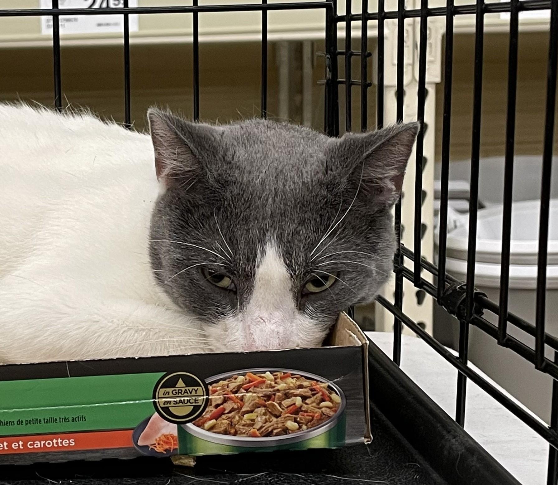Enlarge Bosco, a Adoptable Domestic Short Hair in Columbia, SC image 2/4