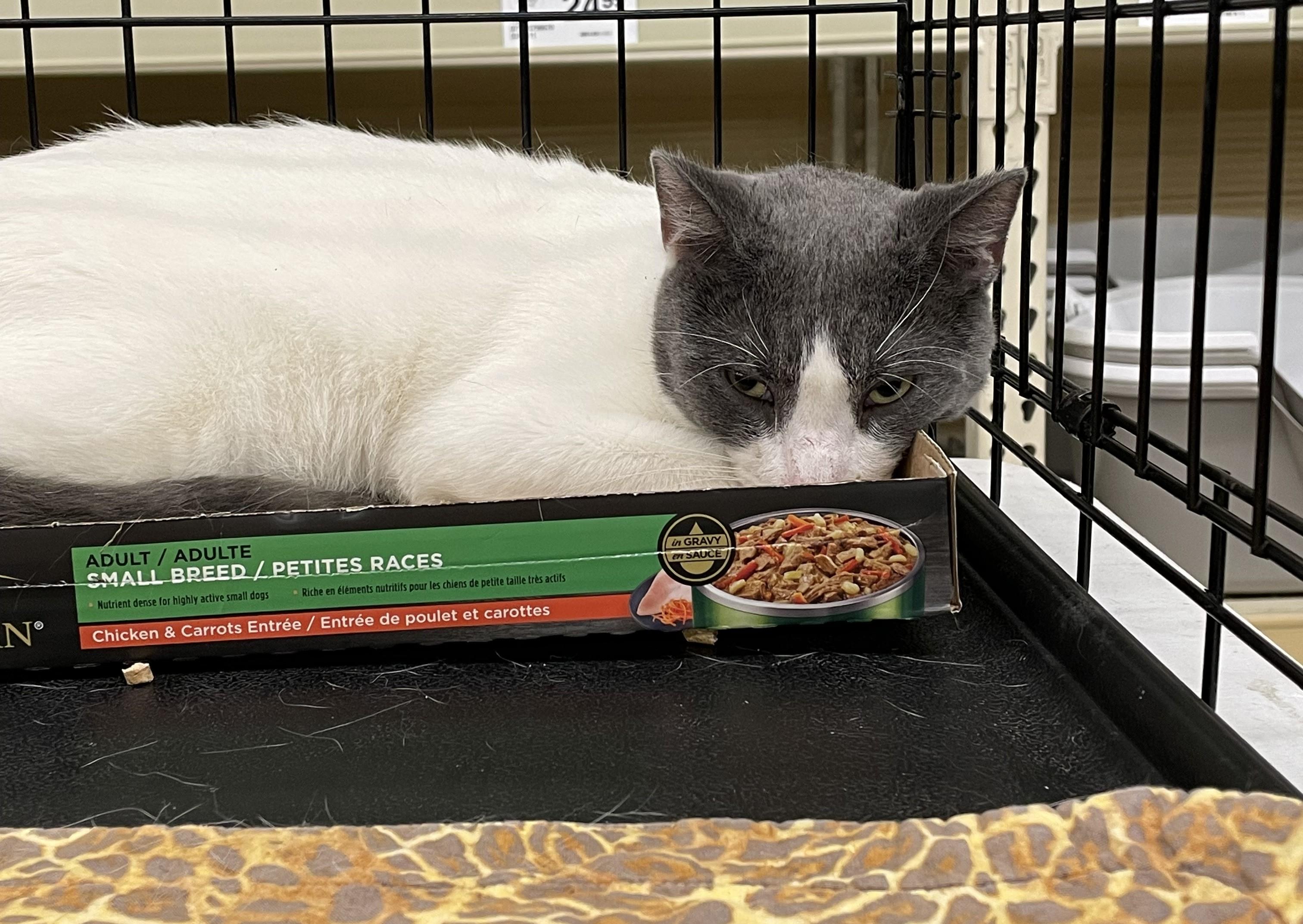 Enlarge Bosco, a Adoptable Domestic Short Hair in Columbia, SC image 4/4