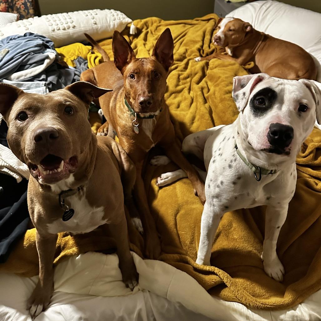 Sugar Baby Mama, Adoptable, Adult Female Mixed Breed.