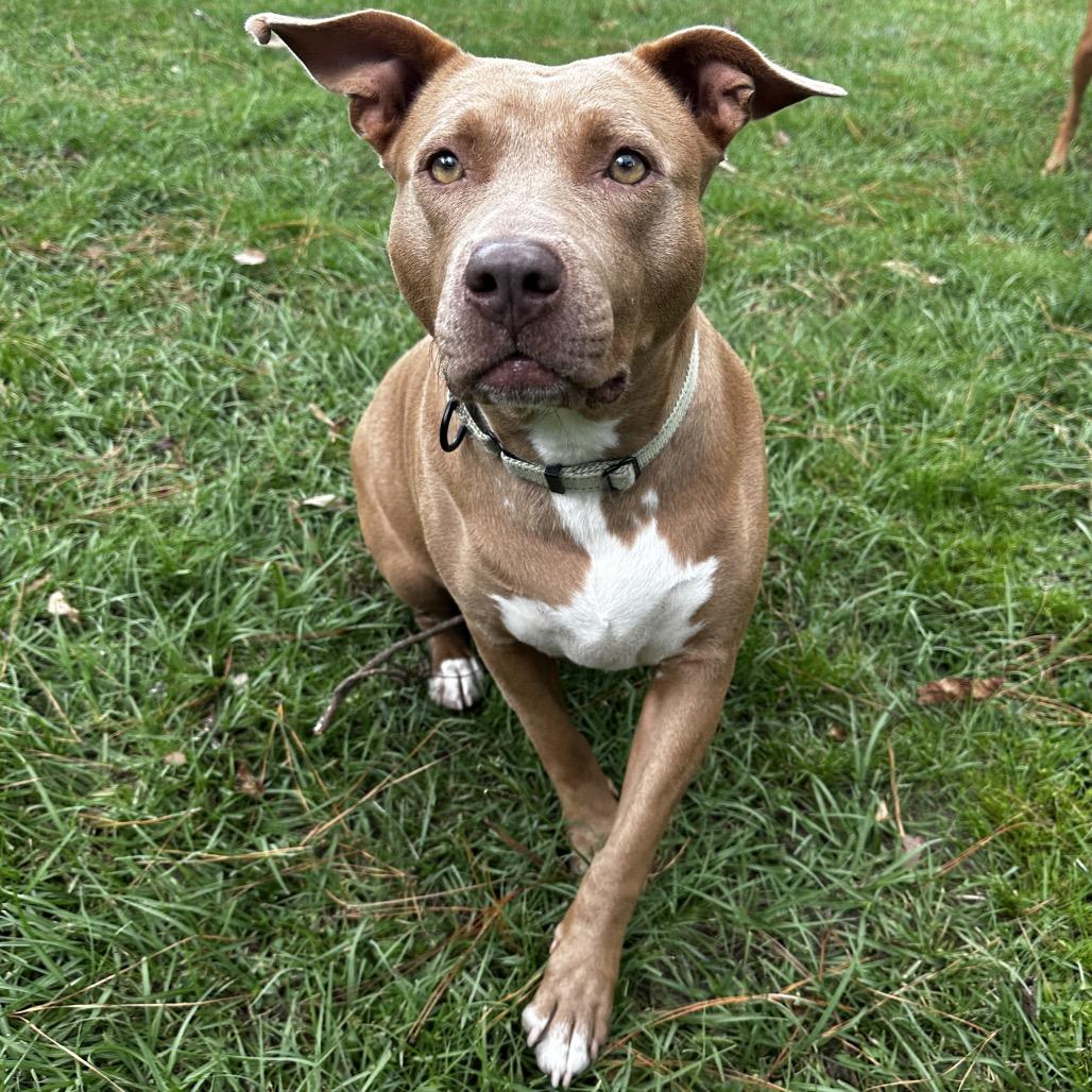 Sugar Baby Mama, Adoptable, Adult Female Mixed Breed.