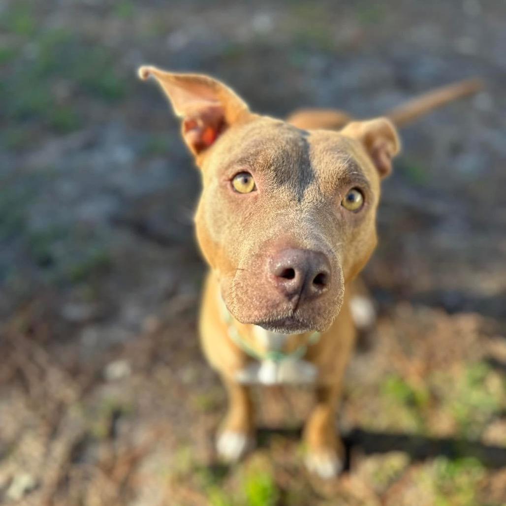 Sugar Baby Mama, a Adoptable Mixed Breed in Savannah, GA image 2/6