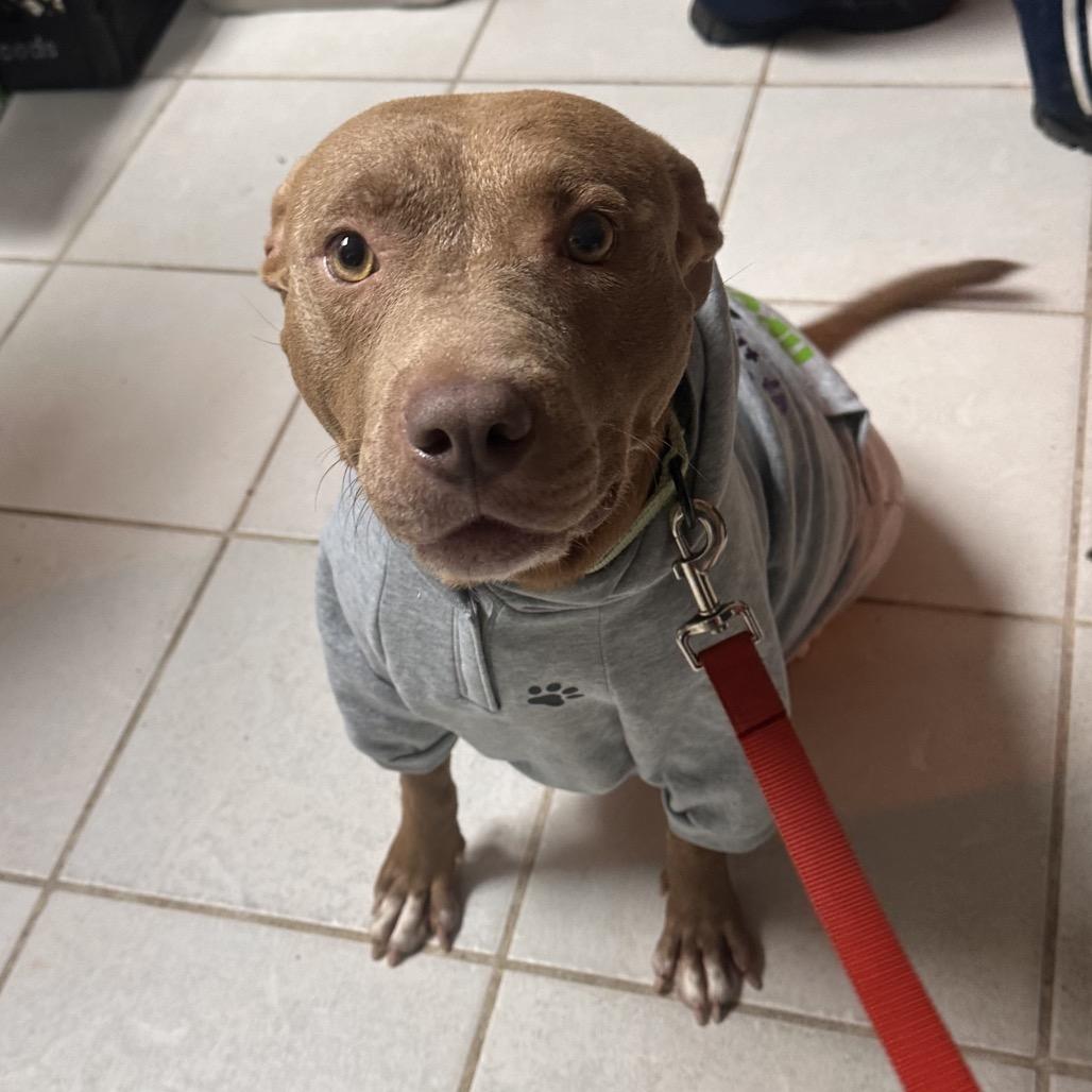 Enlarge Sugar Baby Mama, a Adoptable Mixed Breed in Savannah, GA image 2/6