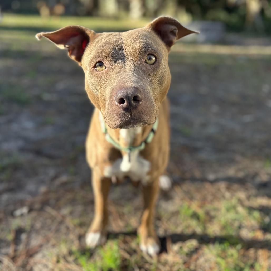 Sugar Baby Mama, a Adoptable Mixed Breed in Savannah, GA image 3/6