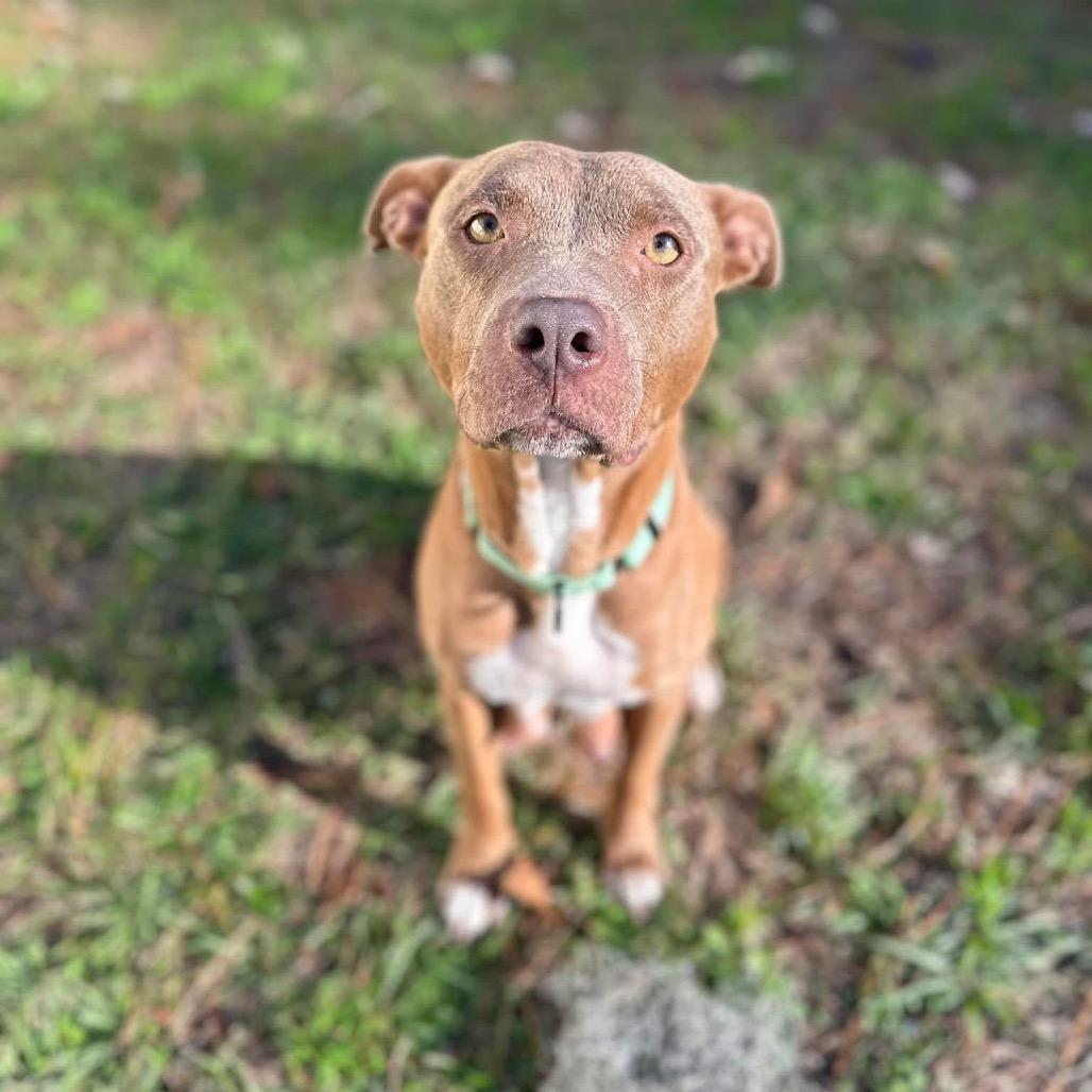 Sugar Baby Mama, a Adoptable Mixed Breed in Savannah, GA image 4/6