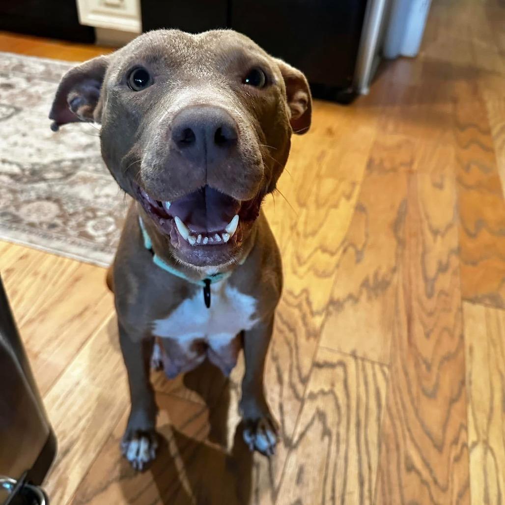 Sugar Baby Mama, a Adoptable Mixed Breed in Savannah, GA image 5/6