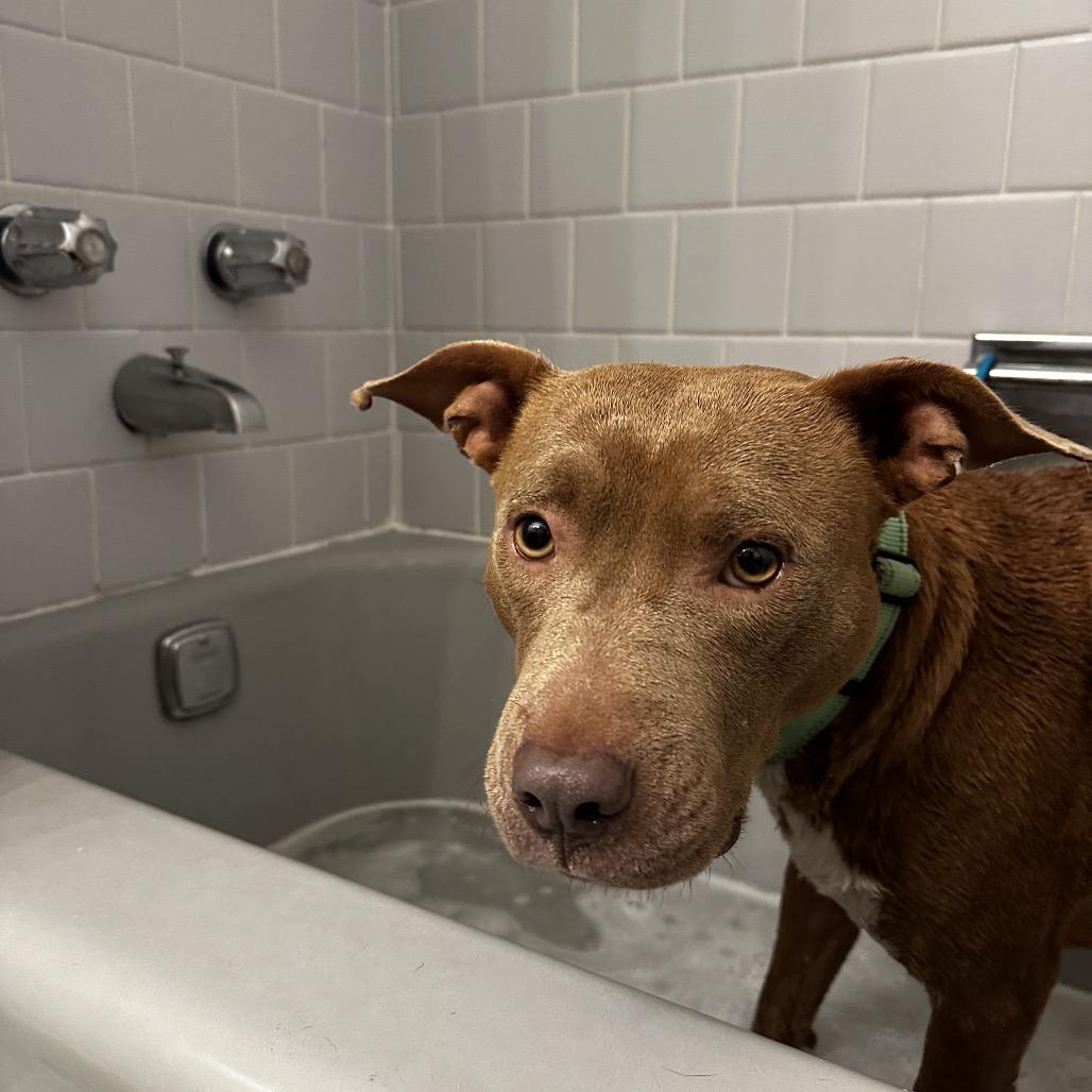 Enlarge Sugar Baby Mama, a Adoptable Mixed Breed in Savannah, GA image 4/6