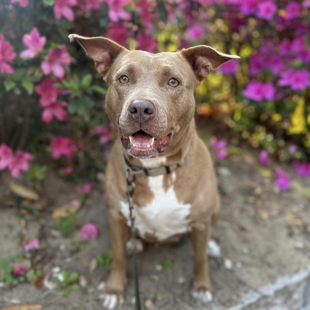 Enlarge Sugar Baby Mama, a Adoptable Mixed Breed in Savannah, GA image 5/6