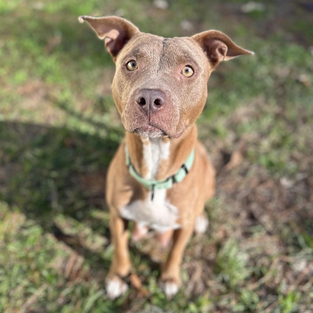 Sugar Baby Mama, a Adoptable Mixed Breed in Savannah, GA image 6/6