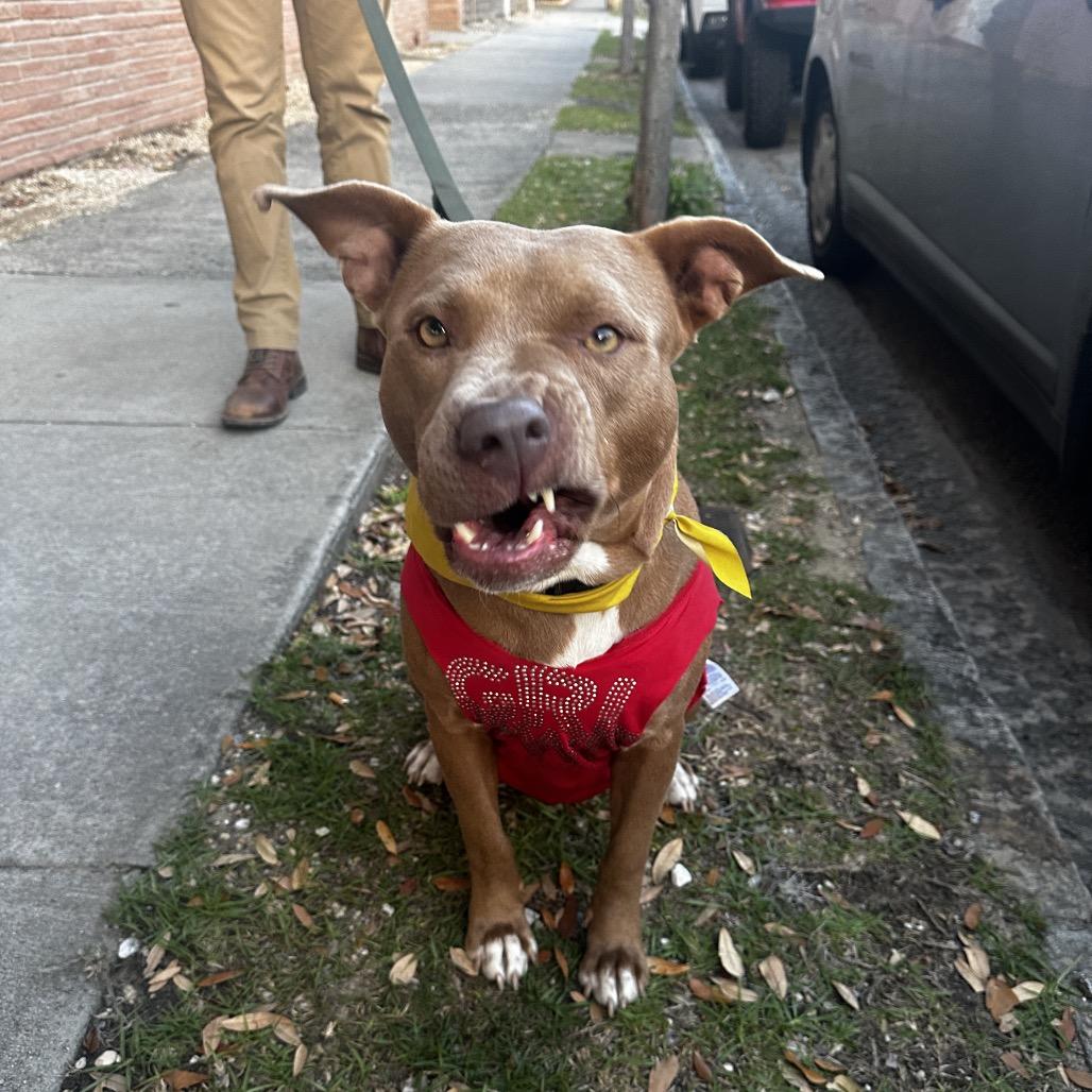 Enlarge Sugar Baby Mama, a Adoptable Mixed Breed in Savannah, GA image 6/6