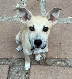 Ravi, a Adoptable mixed breed in Longwood, FL image 1/5