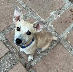 Ravi, a Adoptable mixed breed in Longwood, FL image 2/5