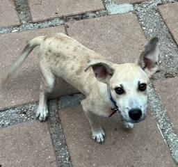 Ravi, a Adoptable mixed breed in Longwood, FL image 3/5