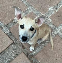 Ravi, a Adoptable mixed breed in Longwood, FL image 4/5