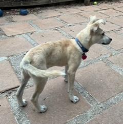 Ravi, Adoptable, Puppy Male Labrador Retriever & Chihuahua.