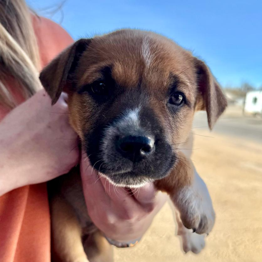 Joyce, Adoptable, Puppy Female Mixed Breed.