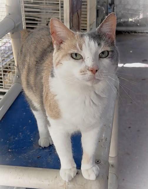 Enlarge Bambi, a Adopted Dilute Calico in Chatsworth, GA image 1/1