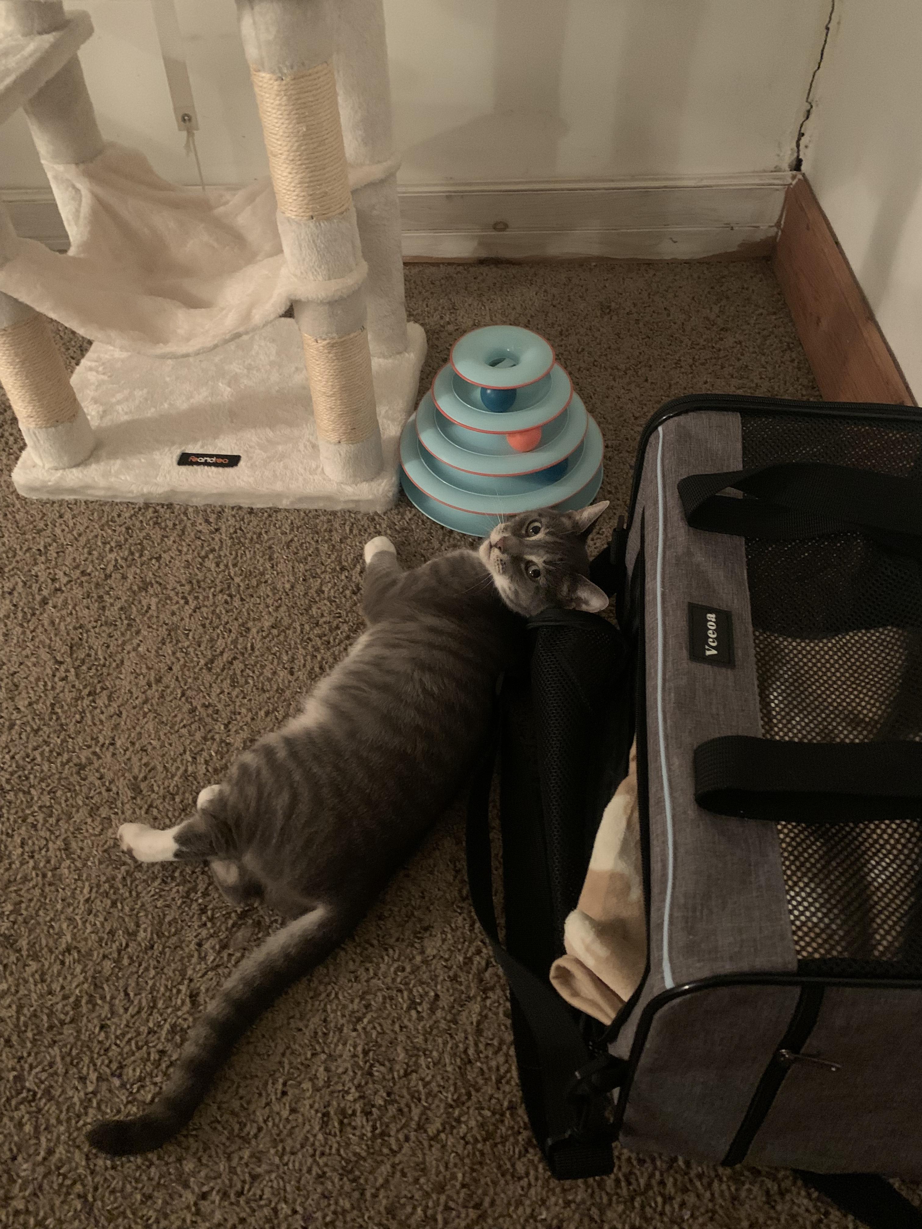 Enlarge Monkey, a Adoptable American Shorthair in Highland Park, NJ image 4/4