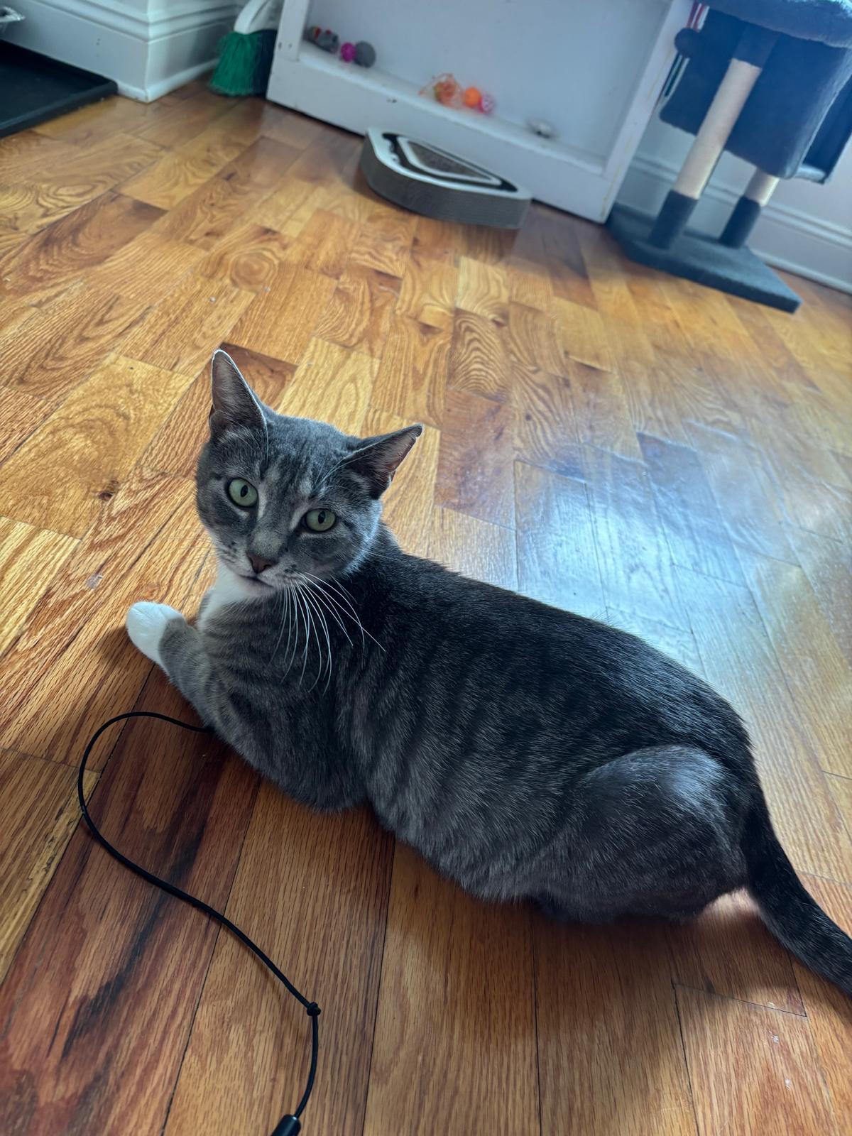 Monkey, a ADOPTABLE American Shorthair in Highland Park, NJ image 2/2