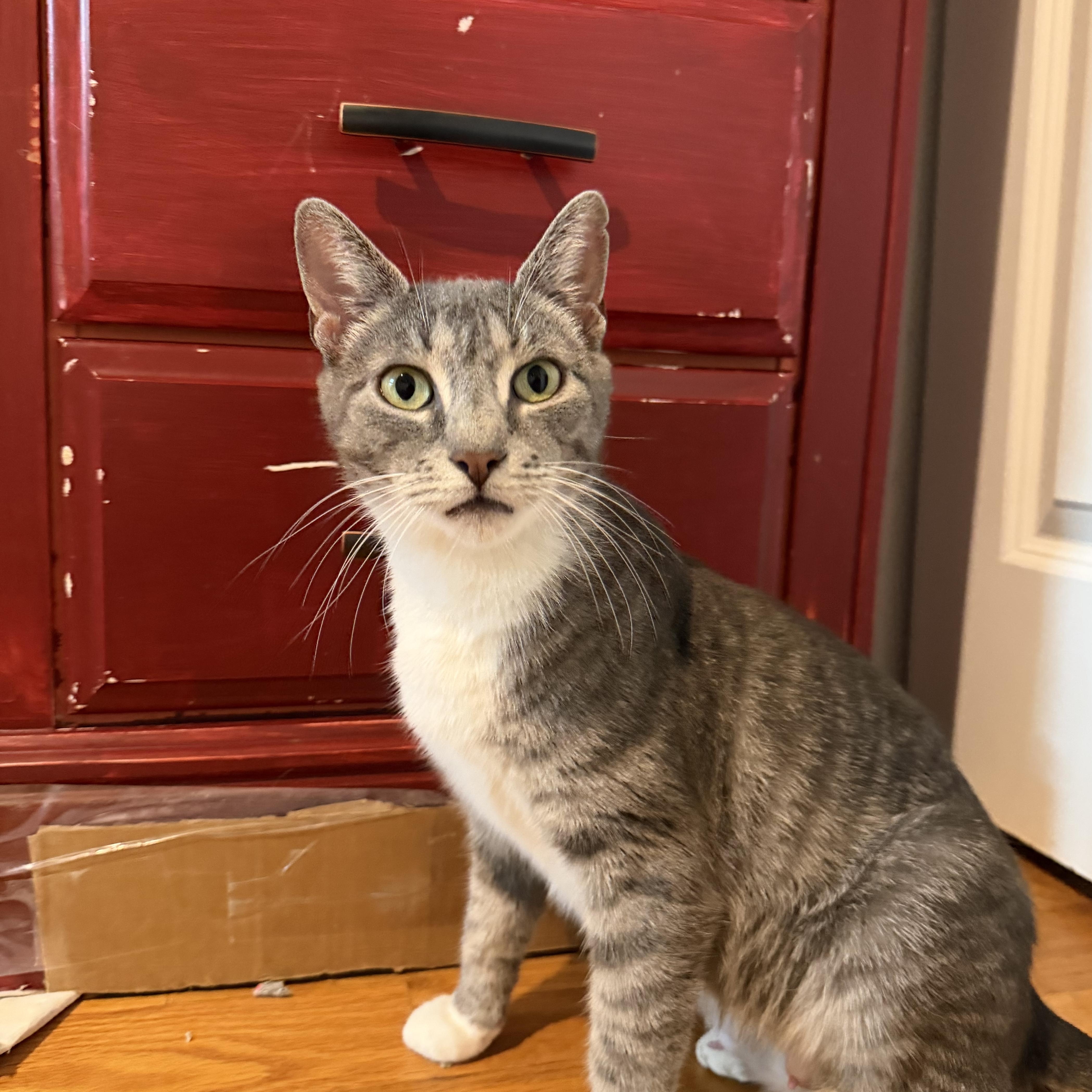 Monkey, ADOPTABLE, Adult Female American Shorthair.