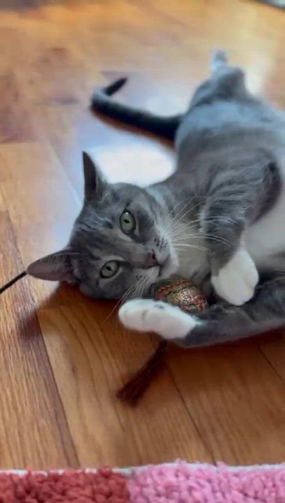 Enlarge Monkey, a Adoptable American Shorthair in Highland Park, NJ video 3/4