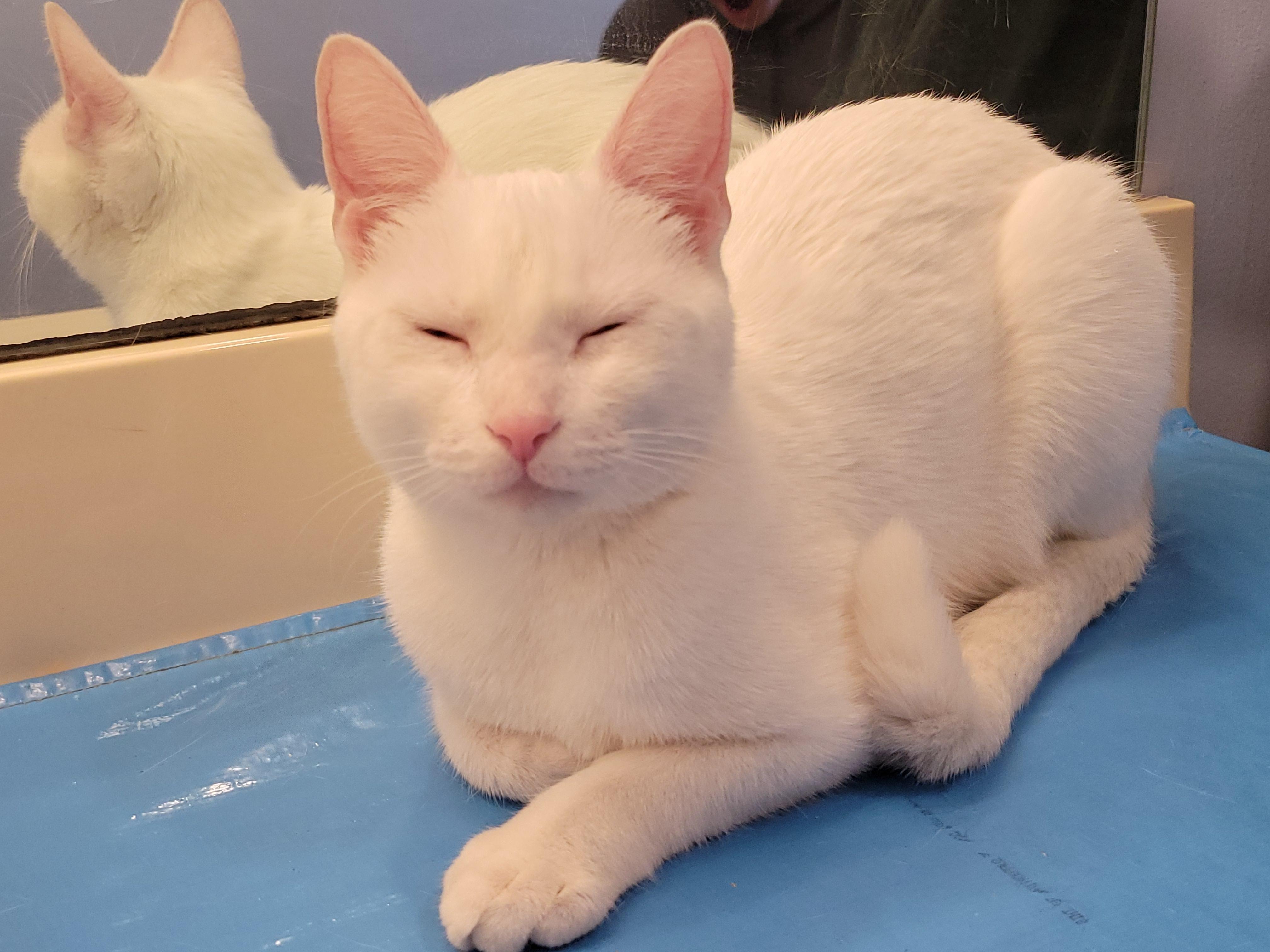 Enlarge SNOW WHITE, a Adopted Domestic Short Hair in Saddle River, NJ image 4/4