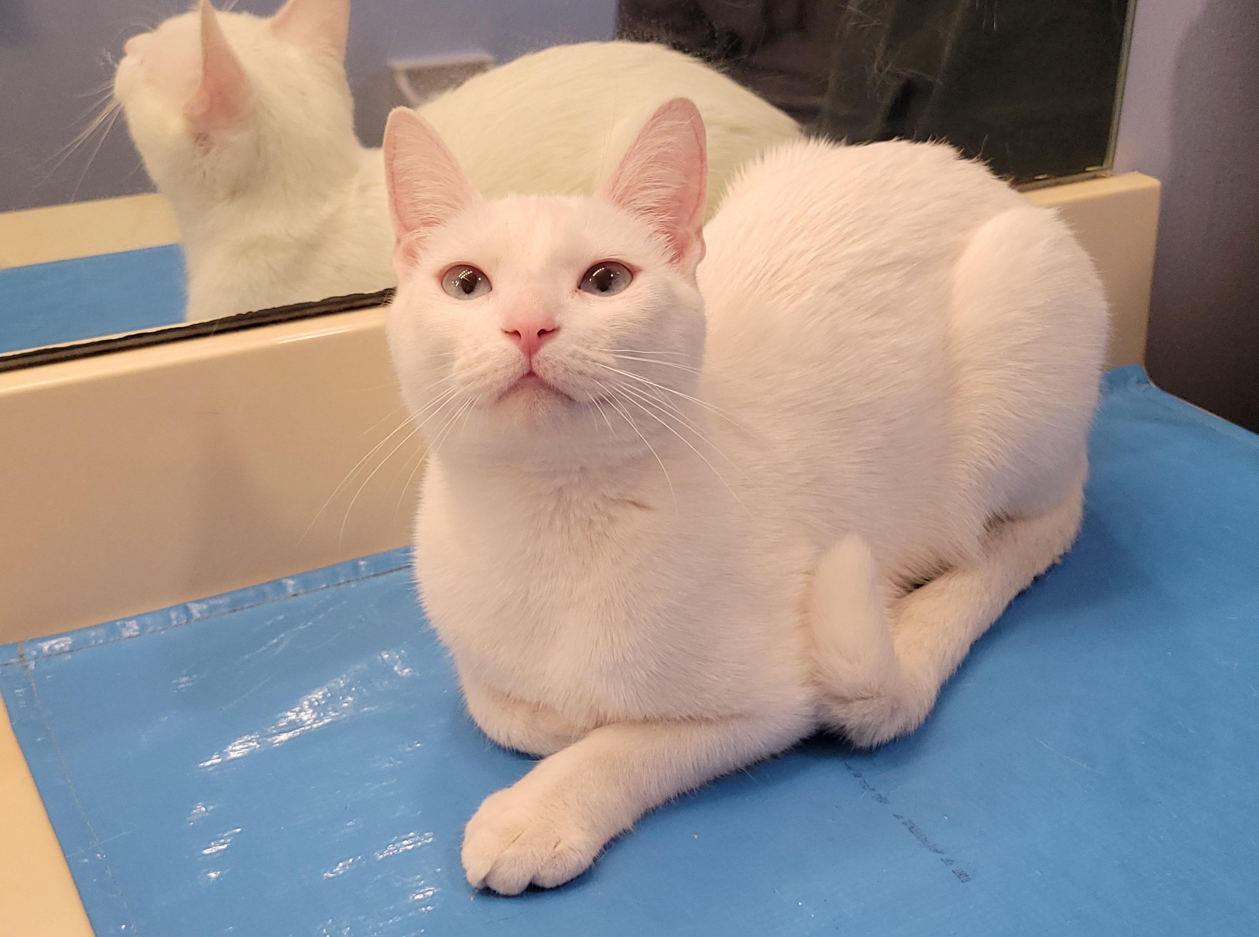 Enlarge SNOW WHITE, a Adopted Domestic Short Hair in Saddle River, NJ image 2/4