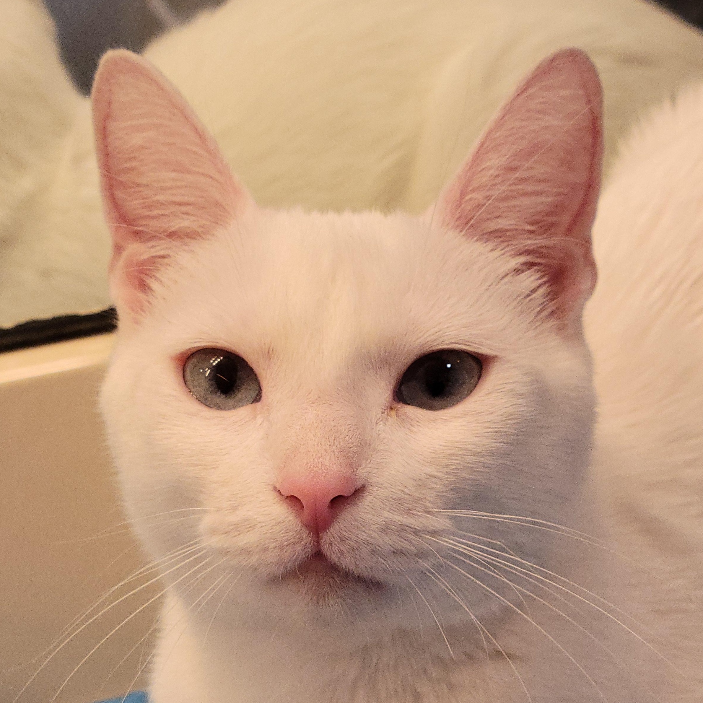 SNOW WHITE, Adopted, Kitten Female Domestic Short Hair.