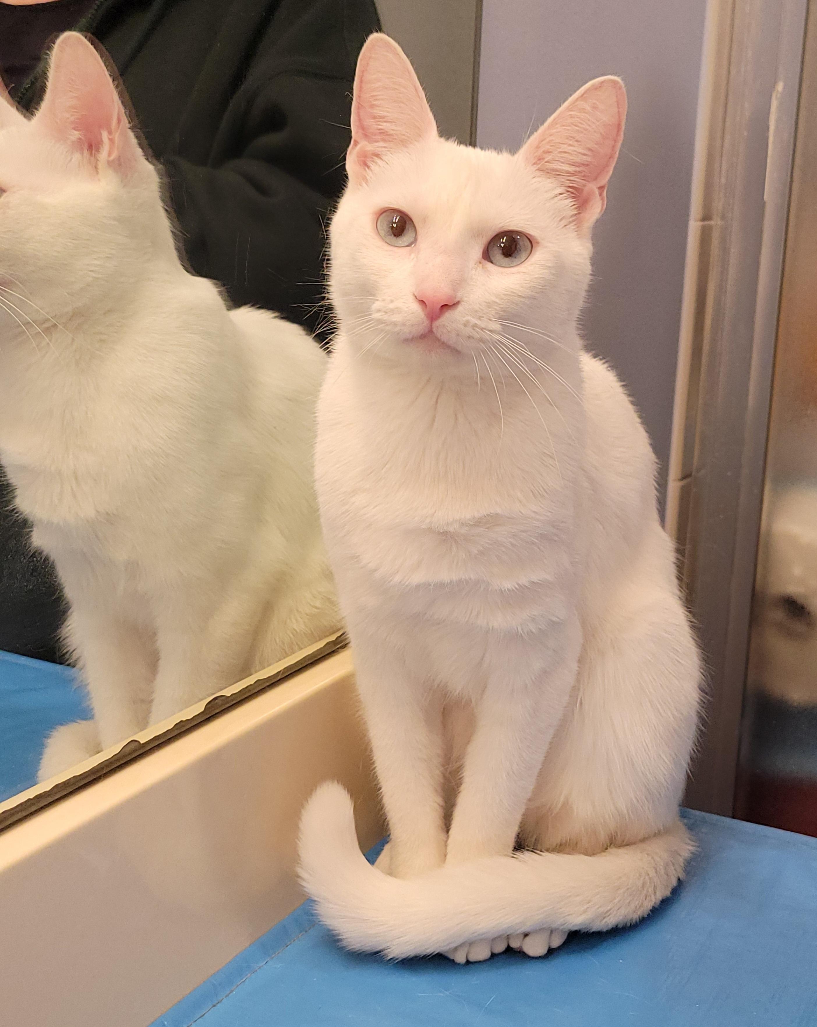 Enlarge SNOW WHITE, a Adopted Domestic Short Hair in Saddle River, NJ image 3/4