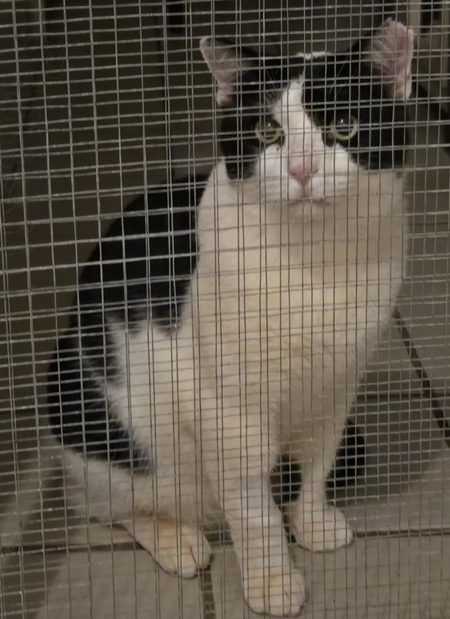 Enlarge Mossimo, a ADOPTABLE mixed breed in Miami Beach, FL image 5/5